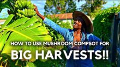 [ID: fIGyh7_LEns] Youtube Automatic