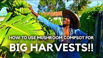 [ID: fIGyh7_LEns] Youtube Automatic