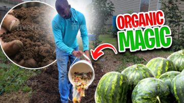 [ID: FIuZIcDUwA4] Youtube Automatic