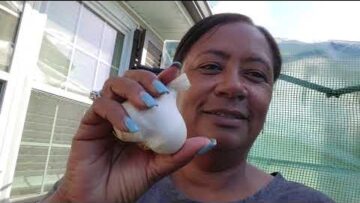 [ID: -FIYiRZ7PFQ] Youtube Automatic