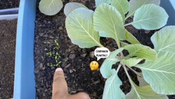 [ID: Fj6nhyKAB0U] Youtube Automatic