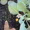 I Tried Companion Planting Without Knowing It