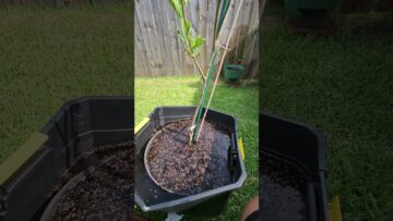 [ID: FjGfs9ncW0A] Youtube Automatic