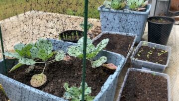 [ID: FLz4Fd3IDrM] Youtube Automatic