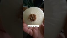 [ID: FmWw-zsEXK8] Youtube Automatic