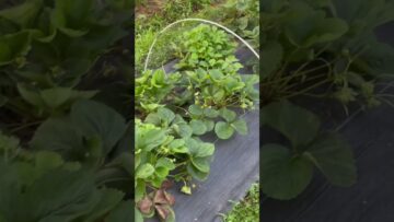 [ID: fn2nuwJyzGQ] Youtube Automatic