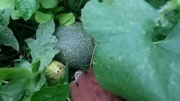 [ID: FN72sYeMjoM] Youtube Automatic