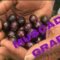 How to grow grapes/Southern home grapes/ muscadine grapes/ growing grapes