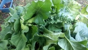 [ID: fOzVZwIFGnI] Youtube Automatic