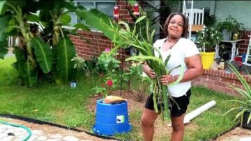 [ID: fpaZ_UmSs3c] Youtube Automatic