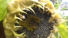 [ID: fPqdBVdGEr0] Youtube Automatic