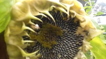 [ID: fPqdBVdGEr0] Youtube Automatic