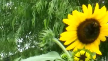 [ID: FQ_rNvEWm1w] Youtube Automatic