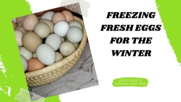 [ID: FQSE7ySclVQ] Youtube Automatic