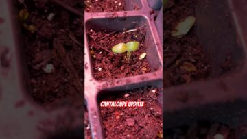 [ID: f_QtKq1aLK8] Youtube Automatic