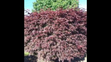 [ID: fRWAzf4FaEo] Youtube Automatic