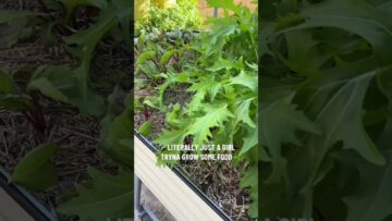 [ID: FSE3nB-OMJ0] Youtube Automatic