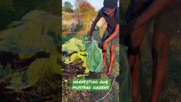 [ID: fTC_L7fiwMM] Youtube Automatic