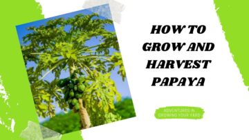 [ID: fW_ThYcq2zU] Youtube Automatic