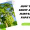 How To Grow Papaya Tree And Get Fruit Early