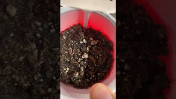 [ID: fYt0DAgKHYk] Youtube Automatic