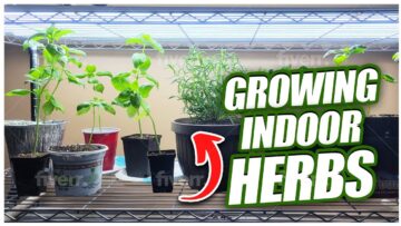 [ID: g2In7EG3Z9U] Youtube Automatic