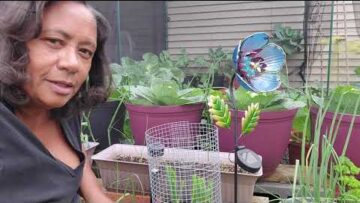 [ID: g4veHkaNEZo] Youtube Automatic