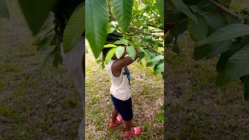 [ID: G8fpdqtKM2Q] Youtube Automatic