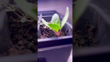 [ID: ga-UpaoN6V0] Youtube Automatic