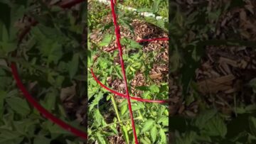 [ID: gaUqF7X5nS4] Youtube Automatic