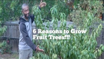 [ID: gdpstY2Ynsg] Youtube Automatic