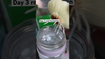 [ID: GDqRpdPvOiU] Youtube Automatic