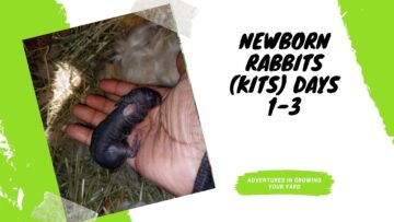 [ID: GFtCWb6Vd1o] Youtube Automatic