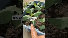 [ID: gG4mVF6AK0w] Youtube Automatic