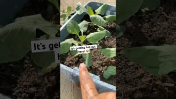 [ID: gG4mVF6AK0w] Youtube Automatic