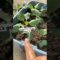 Wilted cabbage screaming 😱🥬 #short #youtubeshorts #newgardener