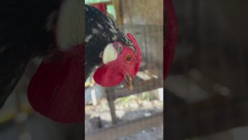 [ID: GgouIAgW-yg] Youtube Automatic