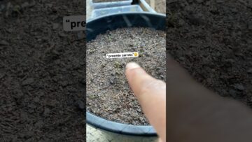 [ID: gH1ZoaEa9Iw] Youtube Automatic