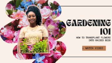 [ID: gHH9BlQEDN4] Youtube Automatic