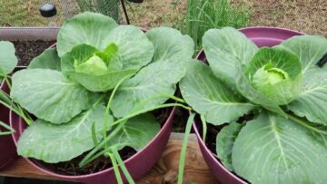 [ID: gHzQH9TTeuo] Youtube Automatic