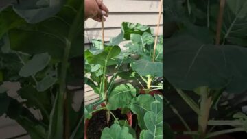 [ID: gI8E1hWz9mI] Youtube Automatic