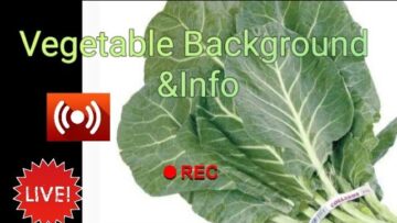 [ID: gINePI-k9Rs] Youtube Automatic