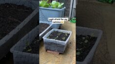 [ID: gkWJyXz0QDs] Youtube Automatic