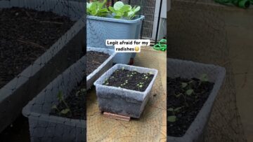 [ID: gkWJyXz0QDs] Youtube Automatic