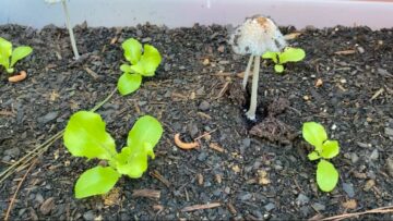 [ID: gmRujHBif7k] Youtube Automatic