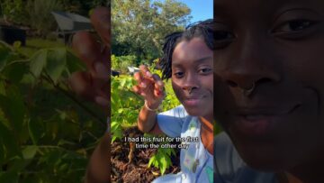 [ID: _gNAqzPZlXU] Youtube Automatic