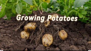 [ID: gpSN1GqBiG8] Youtube Automatic