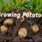 How to Grow potatoes 🥔