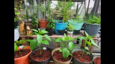 [ID: GqyJF6C7fV0] Youtube Automatic