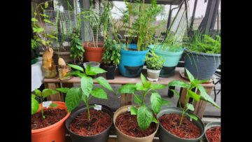 [ID: GqyJF6C7fV0] Youtube Automatic